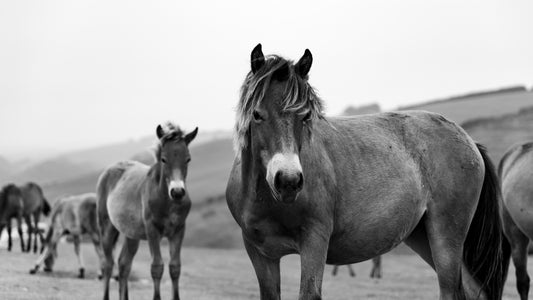 Celebrating 70 Years of Exmoor National Park: A Glimpse into its Rich Heritage.